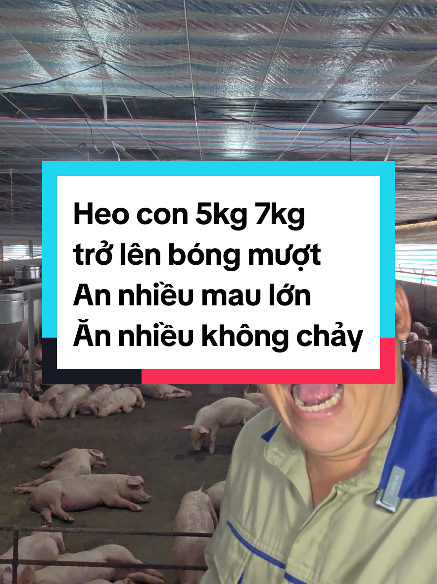 Ferkel ab 5 kg und 7 kg bekommen glänzendes Fell, fressen mehr, wachsen schnell und… TikTok video