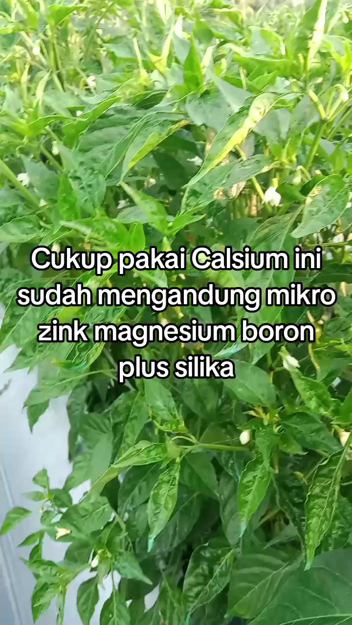 이 칼슘에는 미량의 아연, 마그네슘, 붕소 등이 들어 있어요… TikTok video