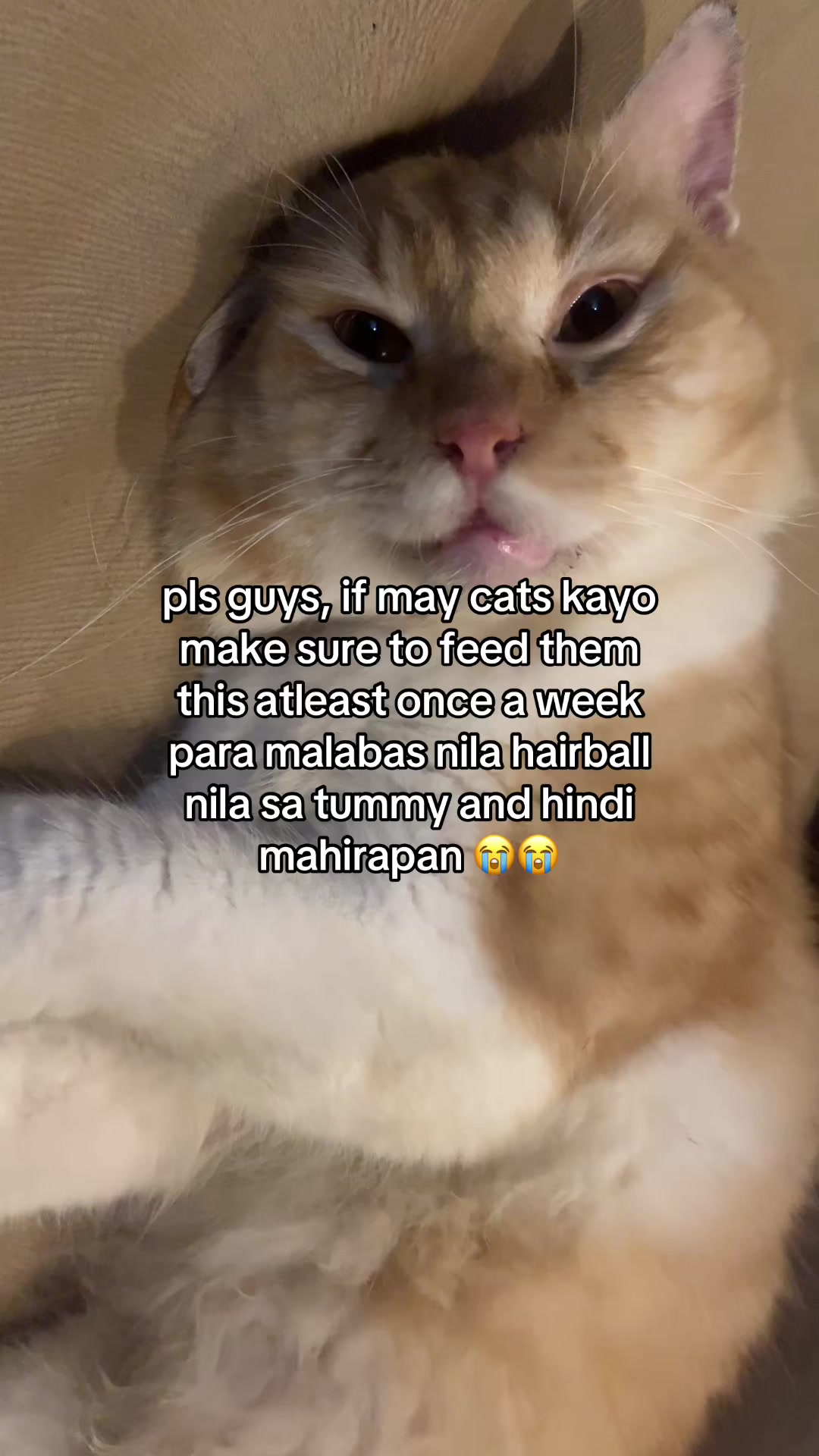 Pls guys, if you have cats make sure to feed them this at least once a week so they… TikTok video