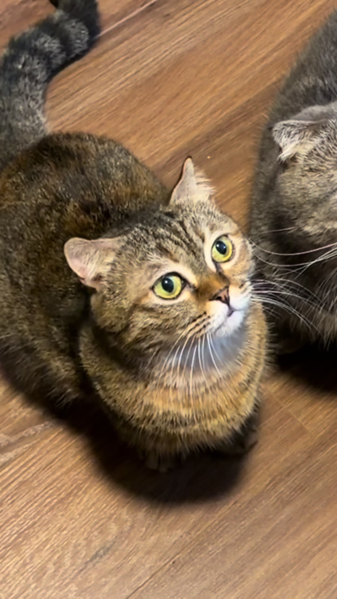 Every cat in this household is handsome, cool, and loves staying in the litter box,… TikTok video