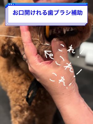Domodomo, it's Glen-kun / Are you brushing our teeth well? TikTok video
