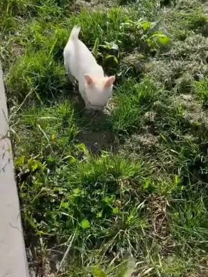 ARE YOU CHOOSING A DOG? TikTok video