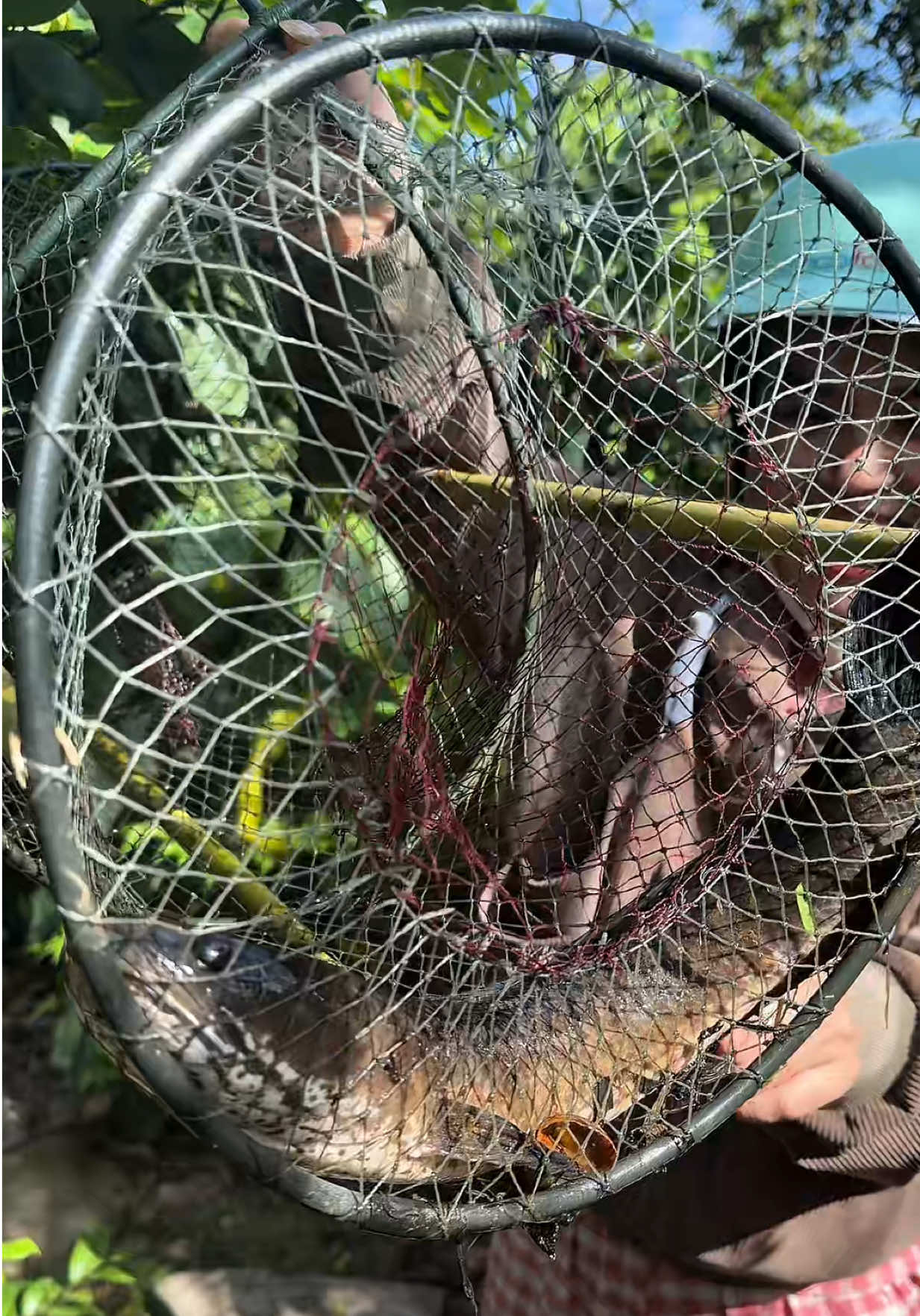 Brothers, we caught tons of fish! TikTok video