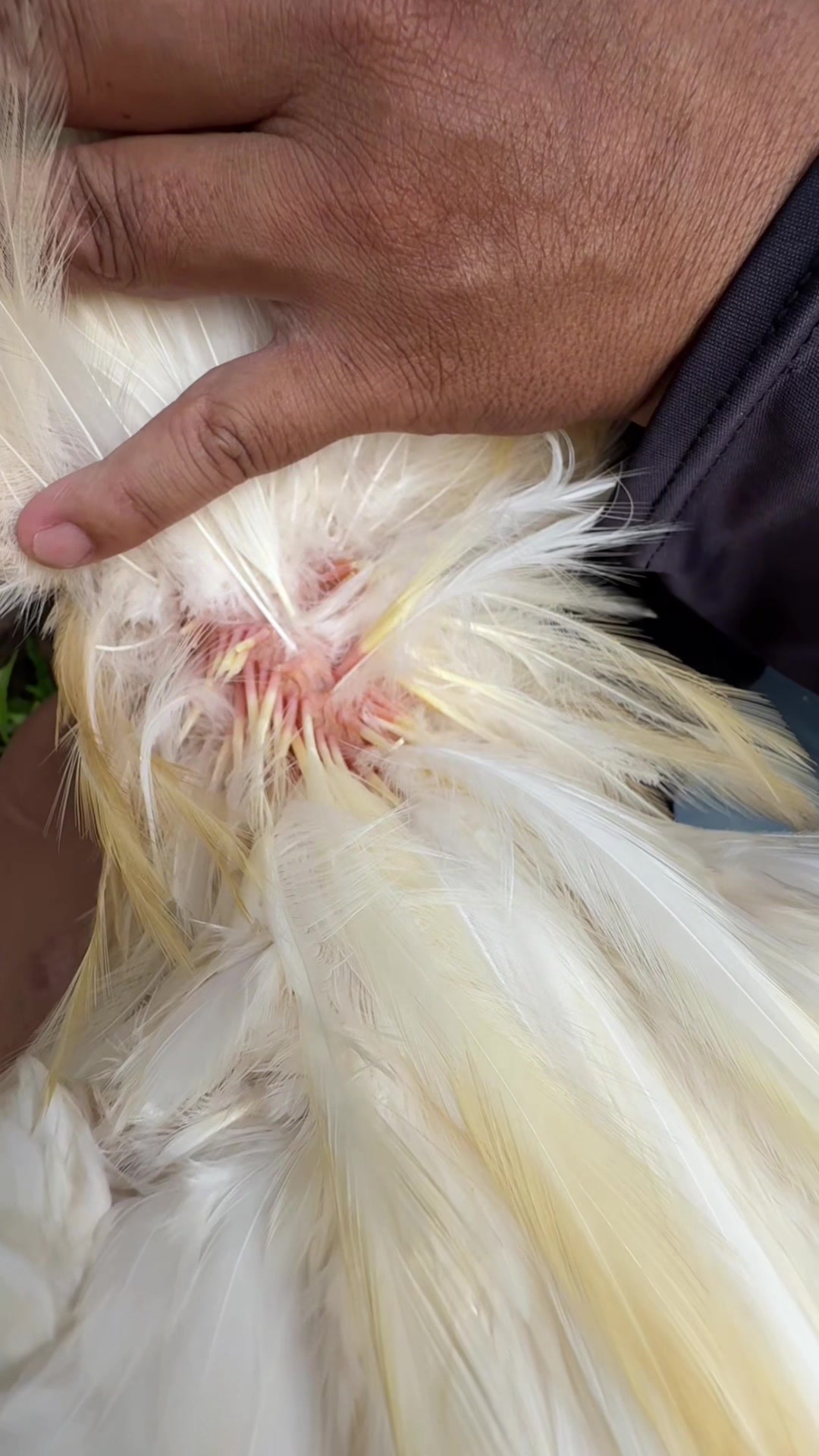 When chickens molt unevenly, you can observe the condition of the feather shafts,… TikTok video