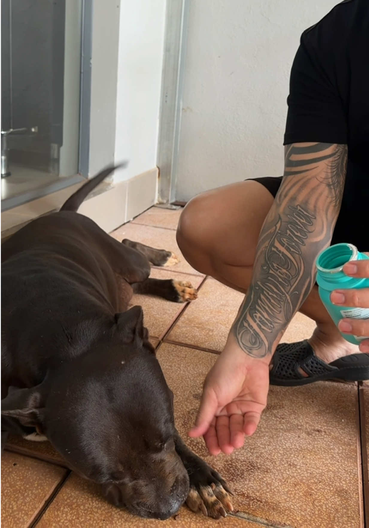 Just feed it three or four pieces a day, and you can rest assured that your pet… TikTok video