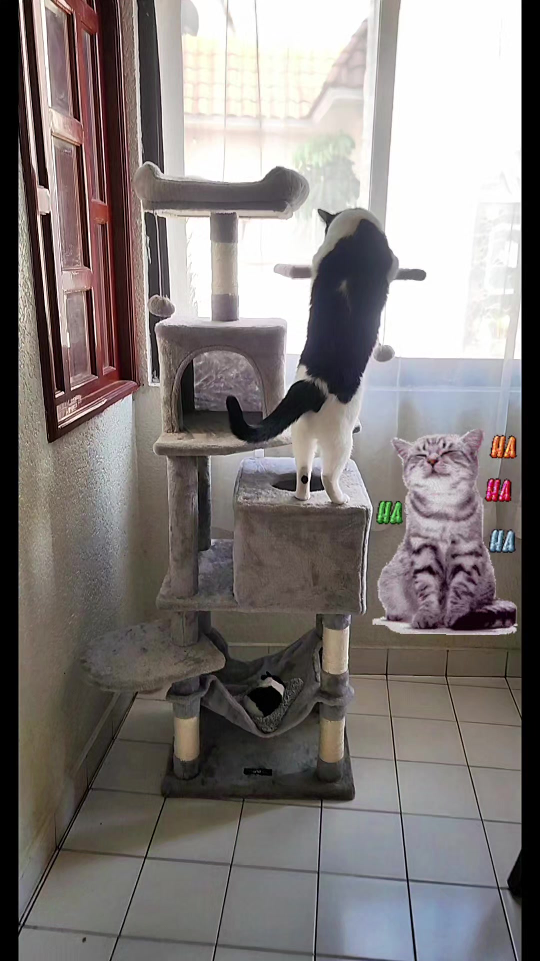 What I asked for is this cat tree. TikTok video