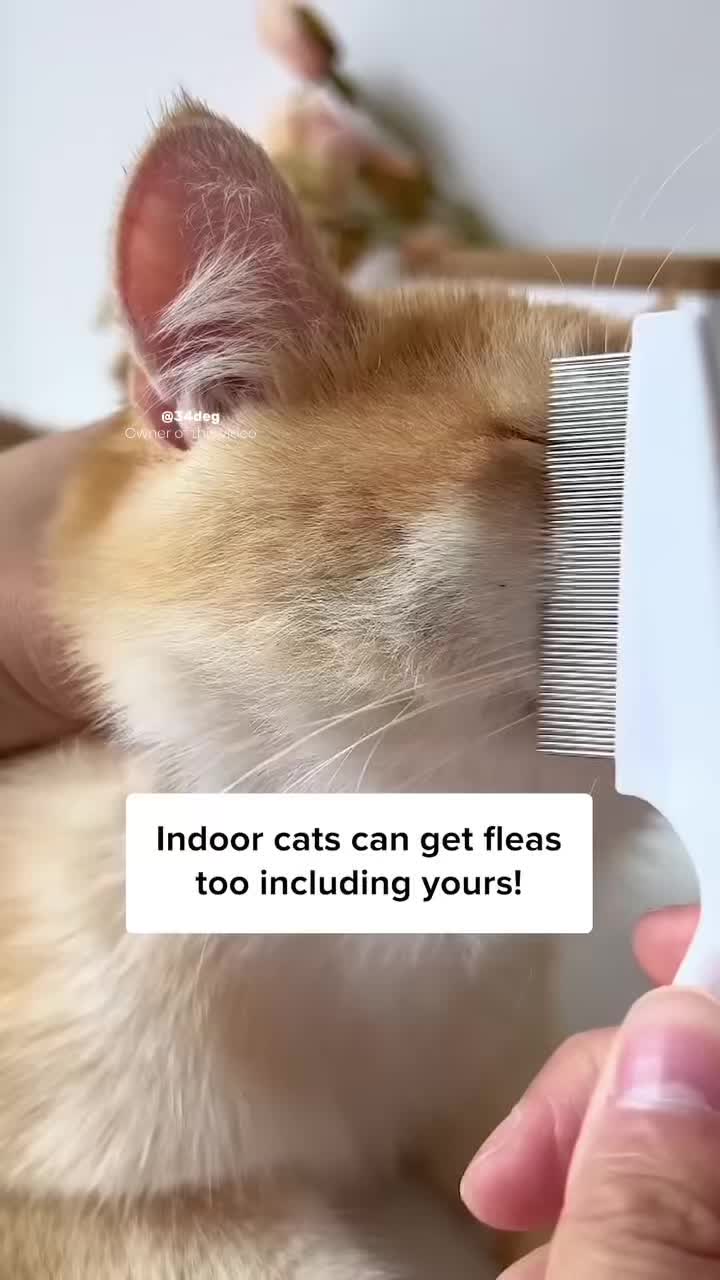 Indoor cats can get fleas too including yours! TikTok video