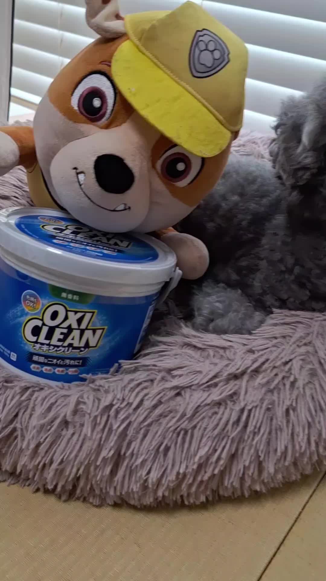 OXI CLEAN 1500g Unscented Launch Wash the dog's favorite blanket and plush toy TikTok video