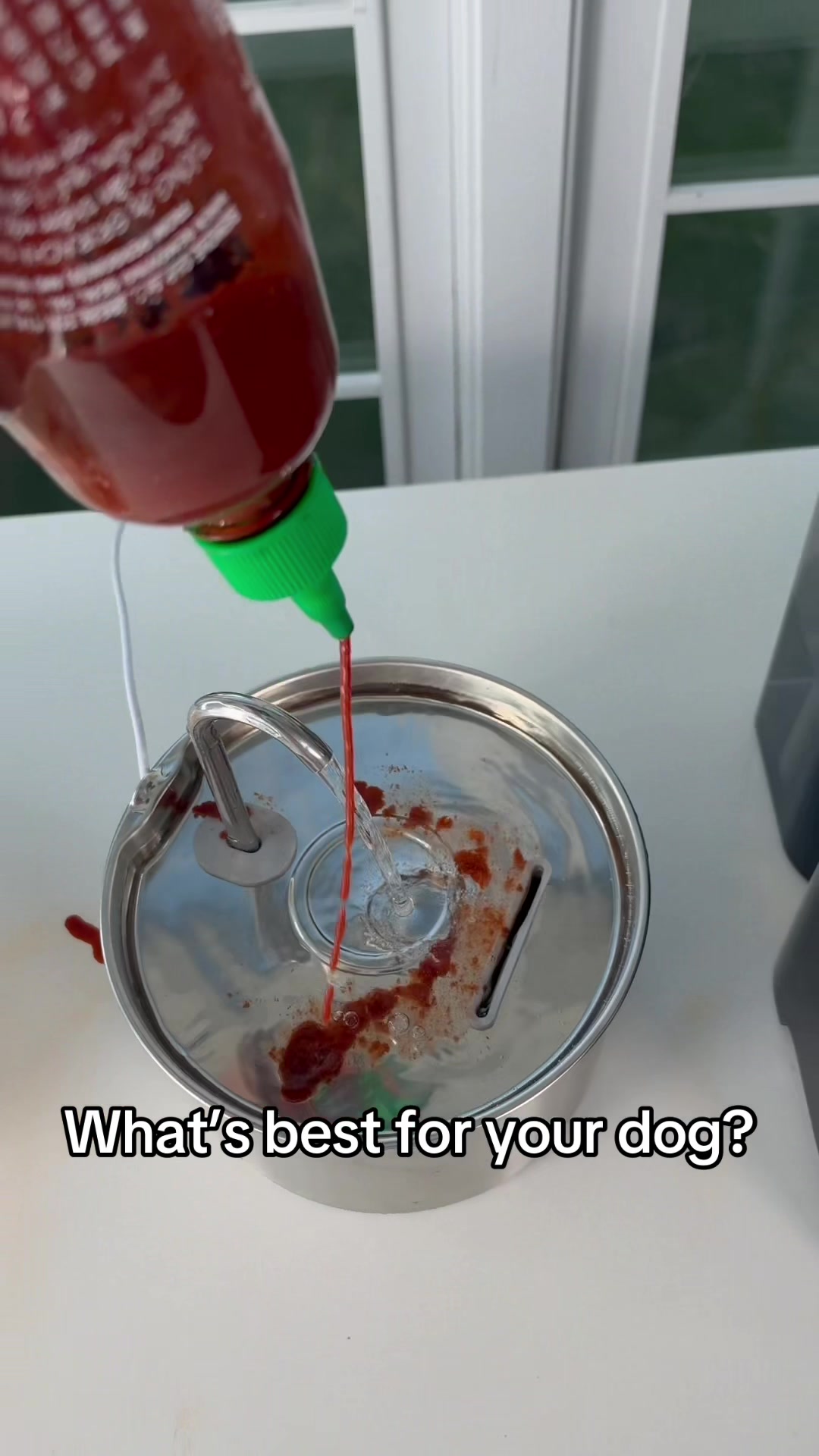 What's best for your dog? TikTok video