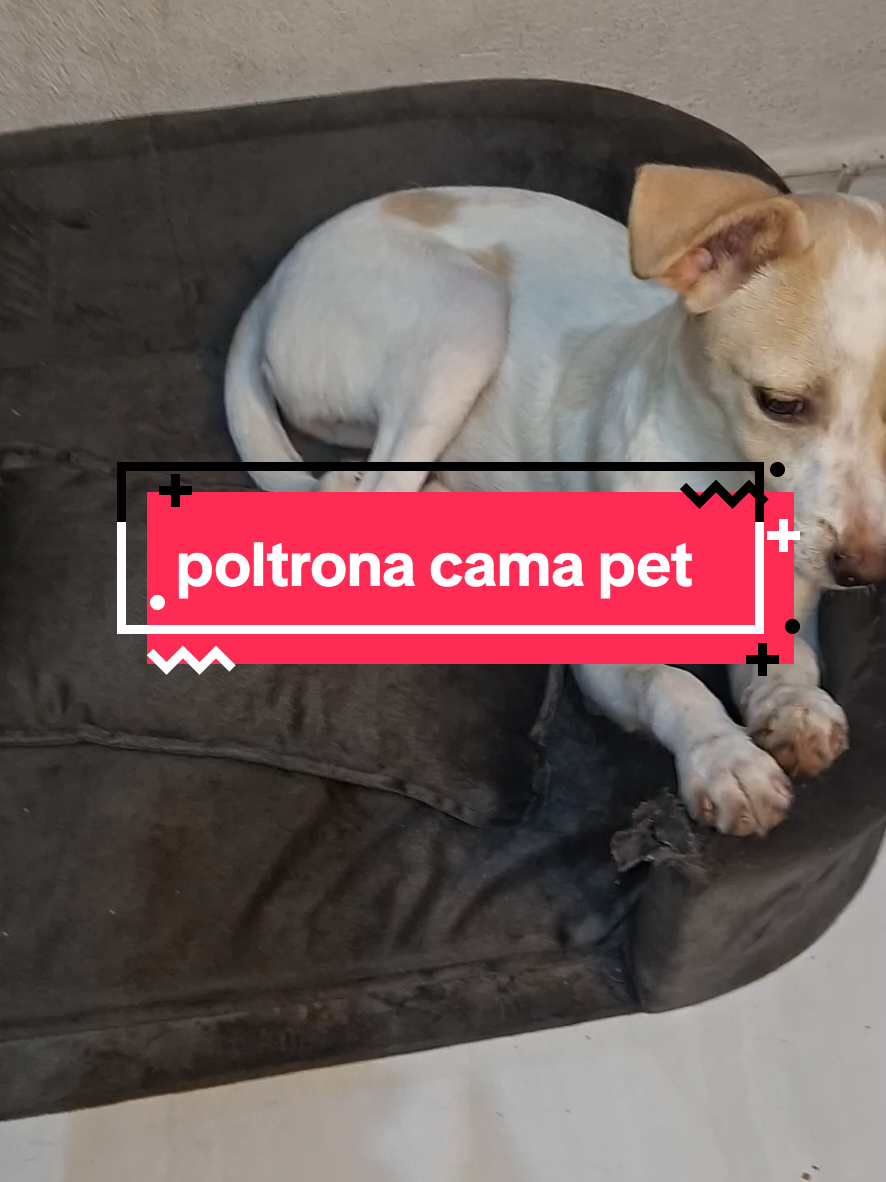 Hey everyone, I also got this pet sofa bed, it's for dogs or cats. TikTok video