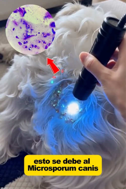 Das sind keine Parasiten; Entwurmung allein reicht nicht! TikTok video