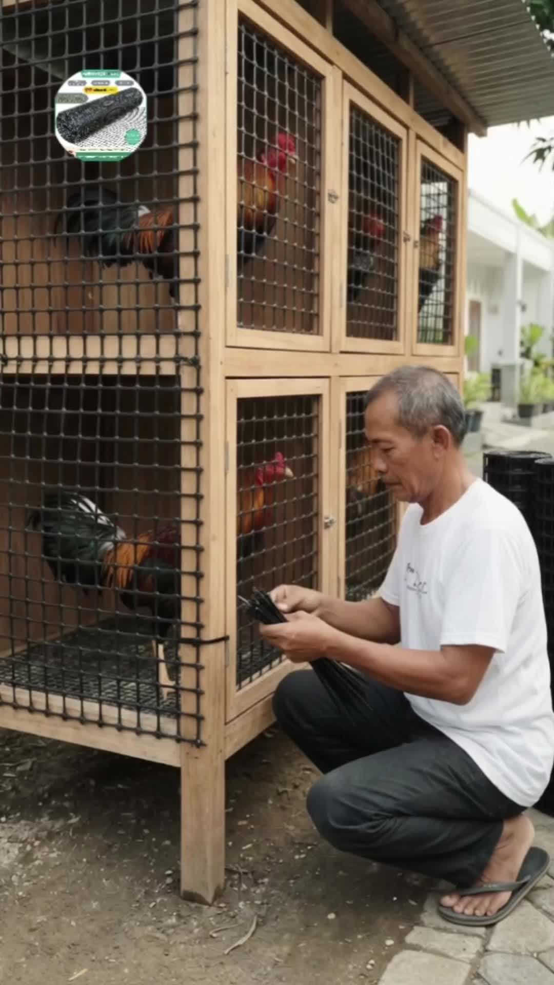 You don't need to use bamboo anymore for poultry farming, sir. TikTok video