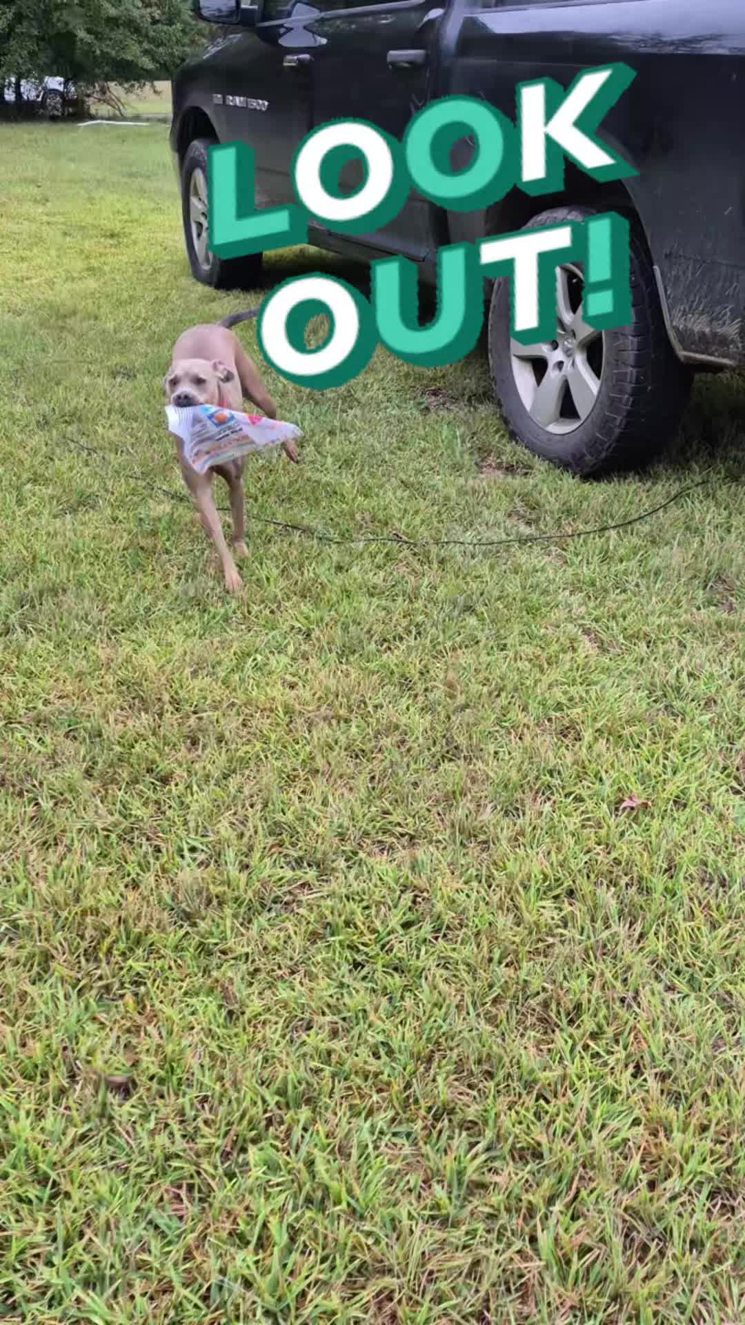 LOOK OUT! TikTok video