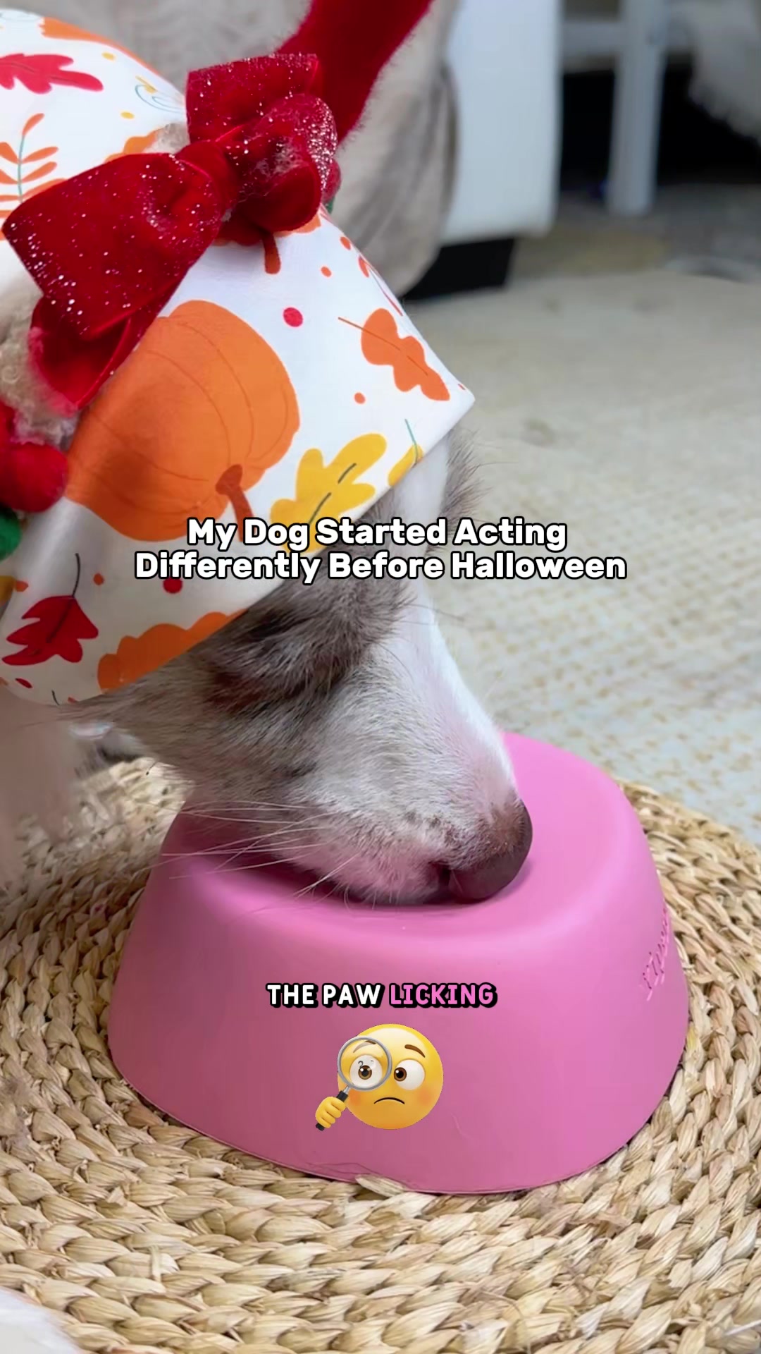 My Dog Started Acting Differently Before Halloween Paw licking caught my attention… TikTok video