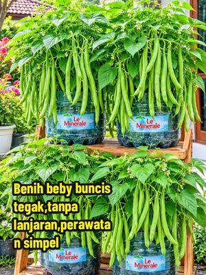It turns out there are beans that don't need trellises. TikTok video