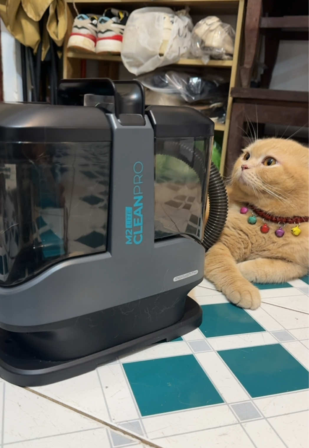 People say keeping cats is great, it boosts dopamine. TikTok video