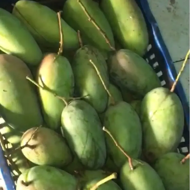 KIOJAY Jakarta grüne Mango (frisch gepflückt) mit kostenloser Gewürzmischung