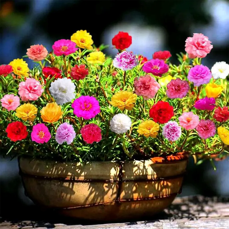 300 BUTIR BENIH BUNGA MOSSROSE PORTULACA DOUBLE MIX Biji