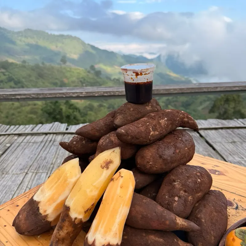 Ubi Yakun Segar Dari Ladang Tokwan