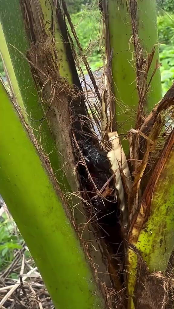 分镜拆解 1